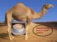 Welcome To Bedouin Caf&eacute; For A Cup Of Camel-Ccino